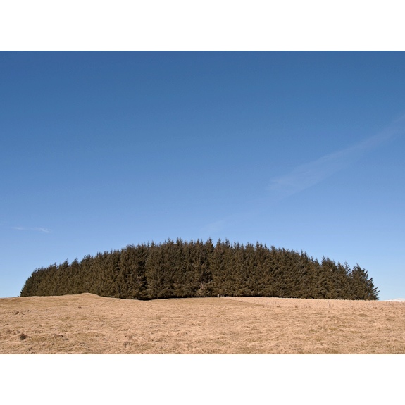 Tree plantation. Strathardle