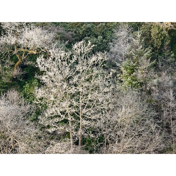 By the River Tay (Winter)