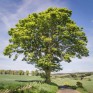 Nr. Abernyte, Sidlaw Hills. © George Logan