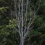 Tree Walk.  © George Logan