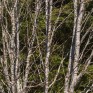 Tree Walk.  © George Logan