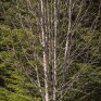 Tree Walk.  © George Logan