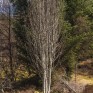 Tree Walk.  © George Logan
