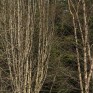 Tree Walk.  © George Logan