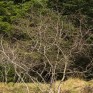 Tree Walk.  © George Logan