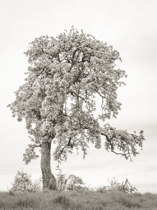 Port Allen orchard &copy; George Logan