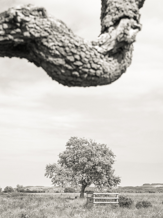 Monorgan orchard &copy; George Logan