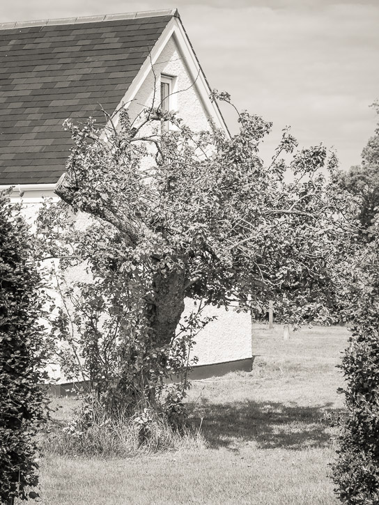 Monorgan orchard in house garden &copy; George Logan