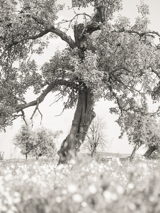 Monorgan orchard &copy; george Logan