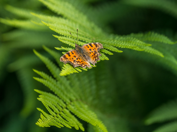 comma butterfly &copy; George Logan