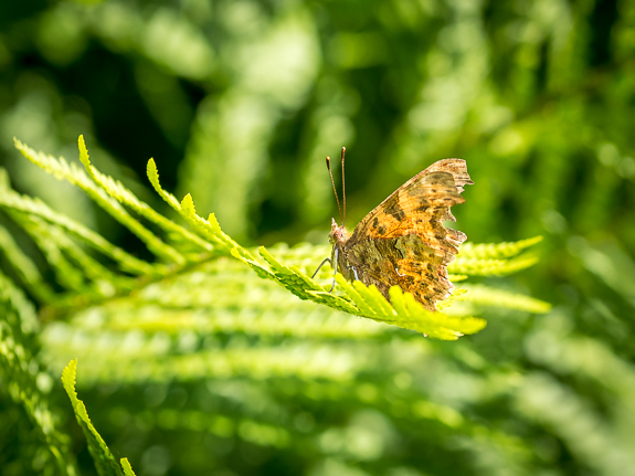 comma butterfly &copy; George Logan