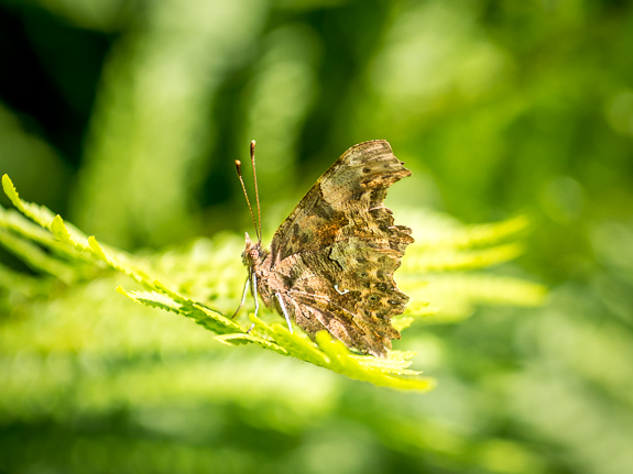 comma butterfly &copy; George Logan