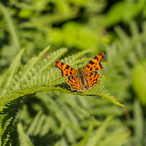 comma butterfly &copy; George Logan