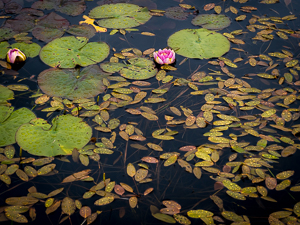 pond, Corbenic poetry trail &copy; george logan