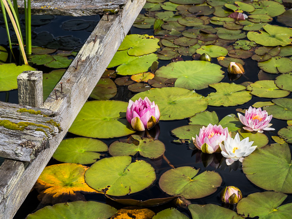 Corbenic pond &copy; George Logan