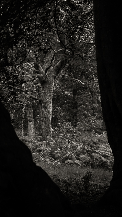 Kinclaven wood 2 © George Logan