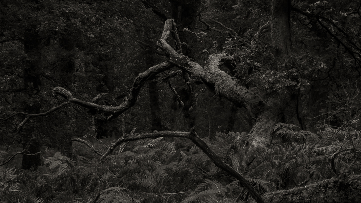 from the Wood series © George Logan