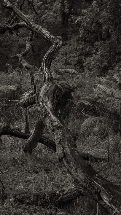 Kinclaven wood 1 © George Logan