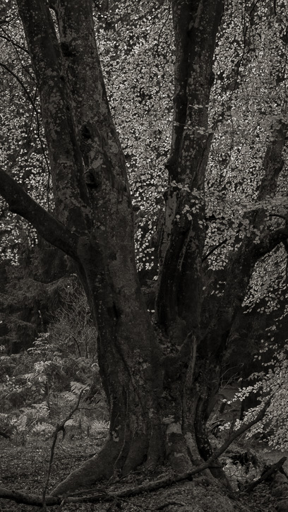 Kinclaven wood 3 © George Logan