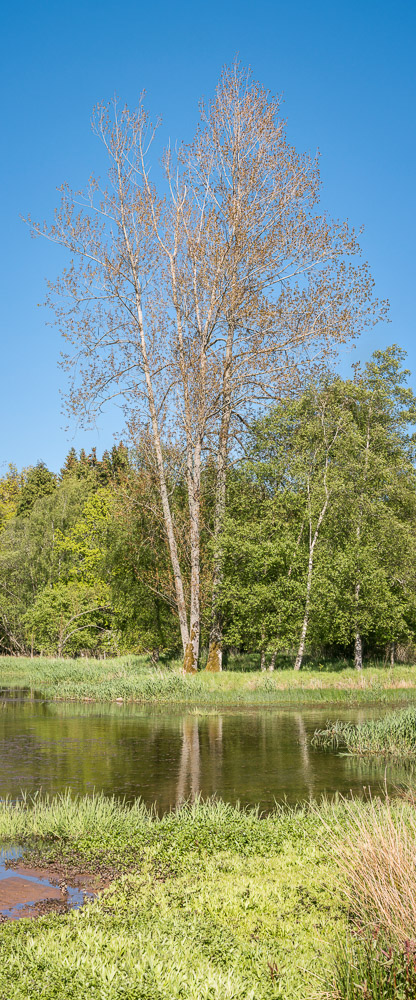wester balhomie pond &copy; George Logan