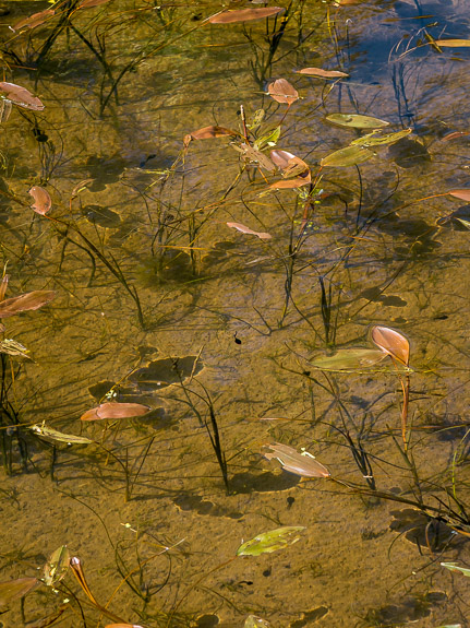 tadpoles x1 &copy; George Logan