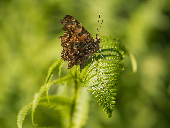 comma butterfly &copy; George Logan