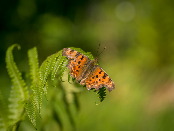 comma butterfly &copy; George Logan