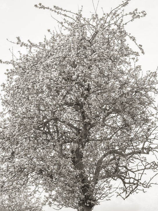 Grange, The Retreat orchard &copy; George Logan