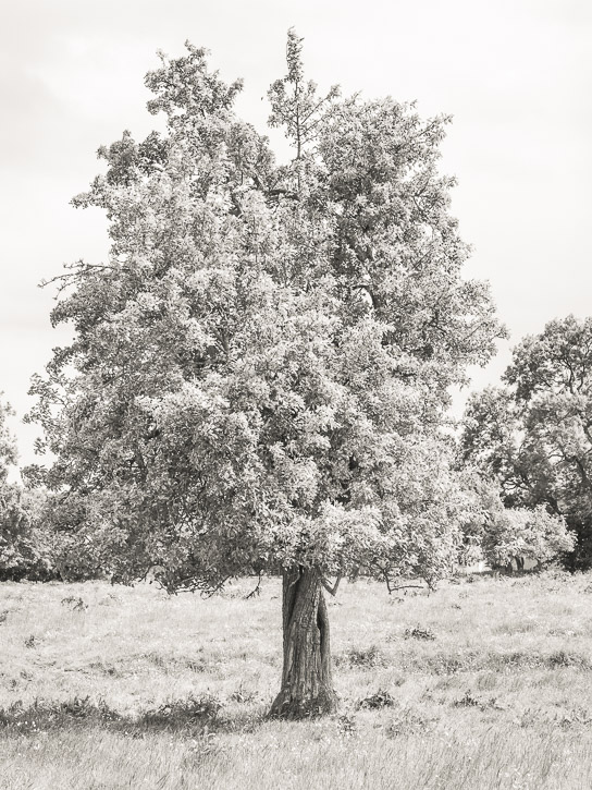 Monorgan orchard &copy; George Logan