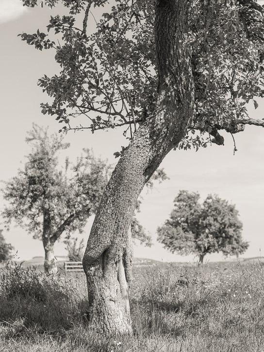 Monorgan orchard &copy; George Logan