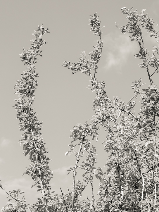 Monorgan orchard &copy; George Logan