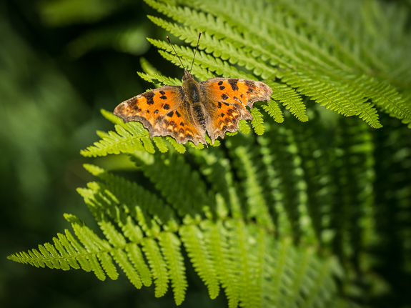 comma butterfly &copy; George Logan
