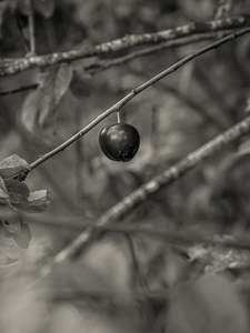 wester ballindean orchard &copy; George Logan
