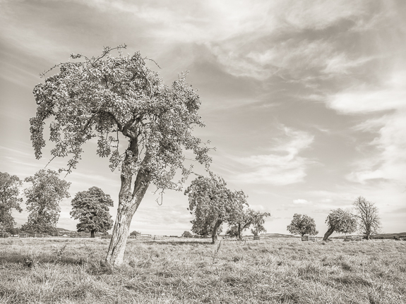 Monorgan orchard &copy; George Logan