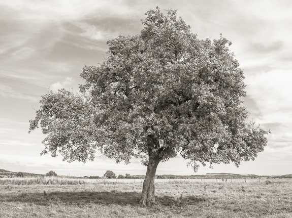 Monorgan orchard &copy; George Logan