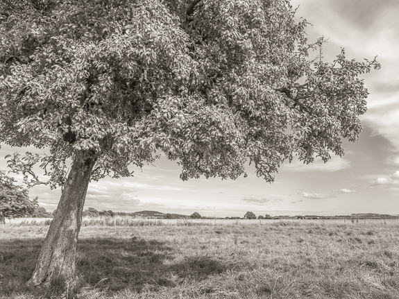 Monorgan orchard &copy; George Logan