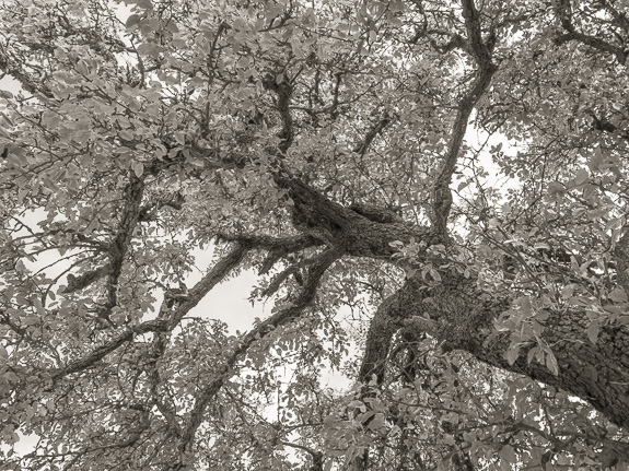 Monorgan orchard &copy; George Logan