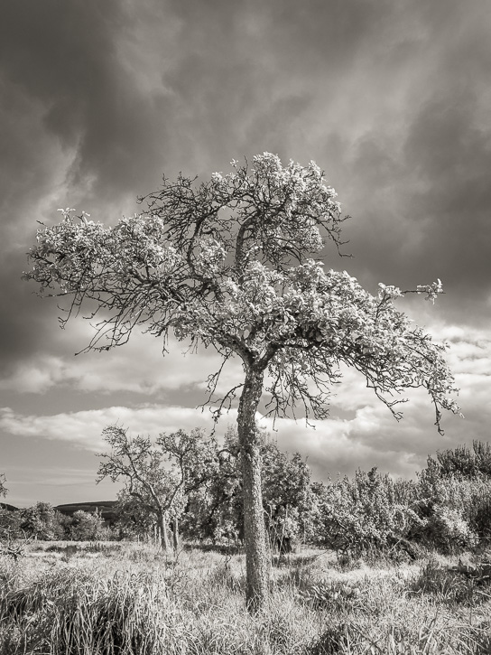 from the series 'Orchards' &copy; George Logan