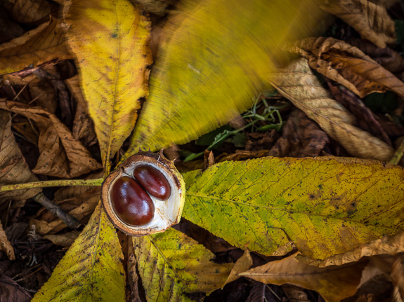 chestnut &copy; George Logan