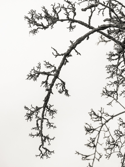 Grange orchard &copy; George Logan