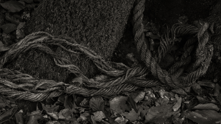 from the Wood series © George Logan