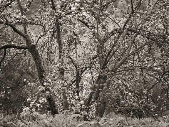  Friarton / Barnhill orchard &copy; George Logan