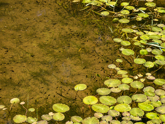 tadpoles x many &copy; George Logan