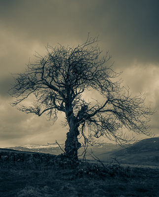 Lone tree Lycondlitch © George Logan